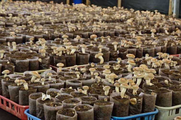 How to Grow Oyster Mushrooms in Coffee Grounds
